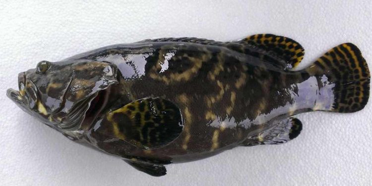 Giá trị dinh dưỡng có trong cá mú