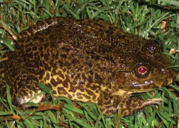 Giá trị dinh dưỡng của ếch