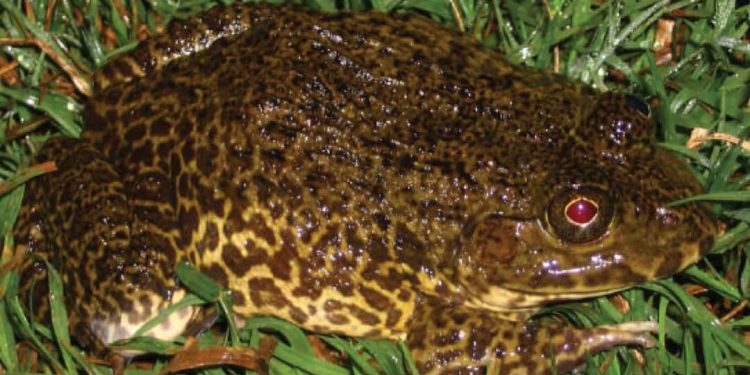 Giá trị dinh dưỡng của ếch