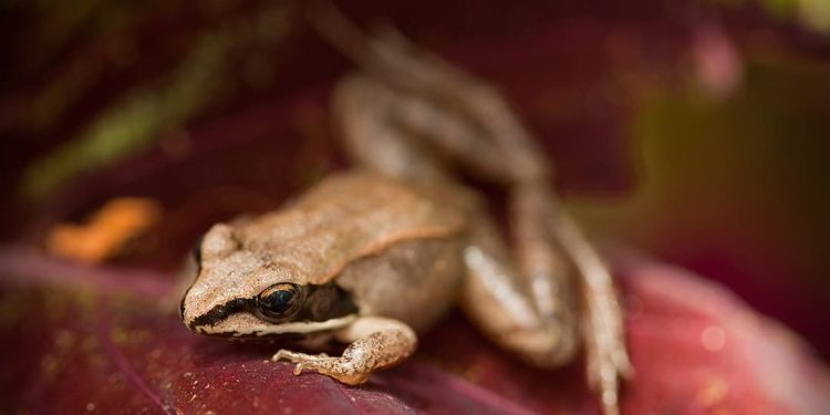 Loài ếch nào độc nhất?