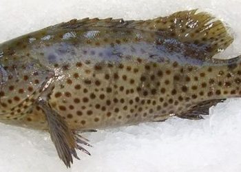 Cách bảo quản Cá Mú sao cho an toàn và tốt nhất