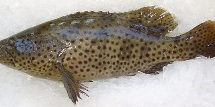 Cách bảo quản Cá Mú sao cho an toàn và tốt nhất