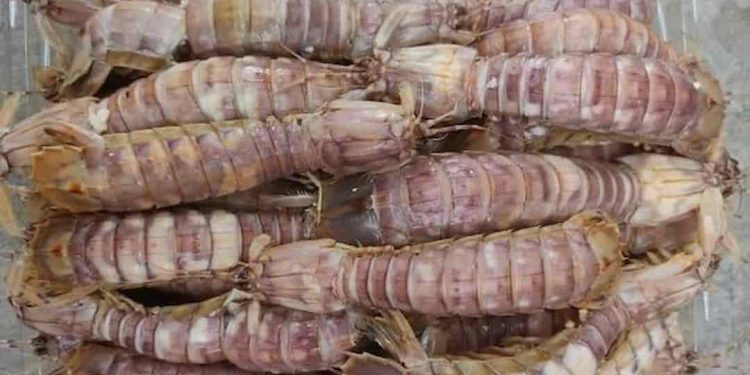 Lợi ích của tôm tít khi ăn