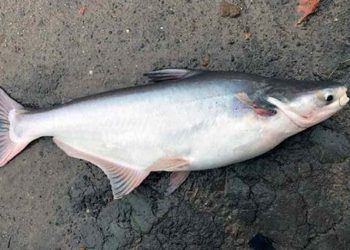 Môi trường sống của cá basa