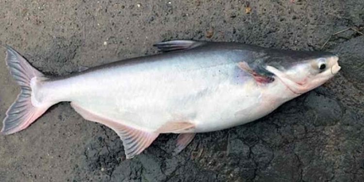 Môi trường sống của cá basa