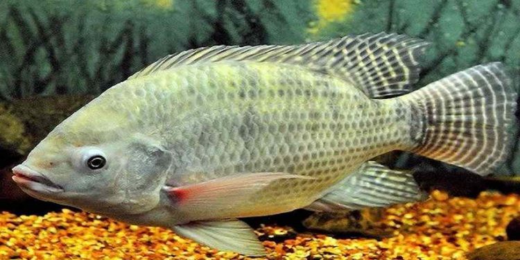 Những điều cần biết về nơi cá rô phi sống ở Việt Nam