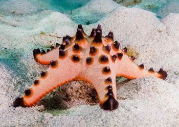 Sao biển có ăn được không? Tìm hiểu tác dụng của sao biển