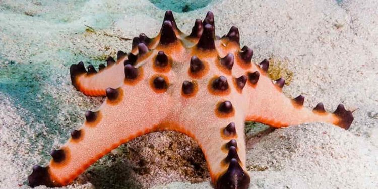 Sao biển có ăn được không? Tìm hiểu tác dụng của sao biển