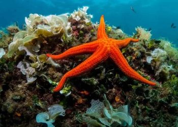 Tổng hợp những tác dụng của sao biển đối với môi trường hiện nay