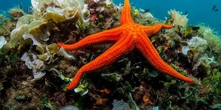 Tổng hợp những tác dụng của sao biển đối với môi trường hiện nay