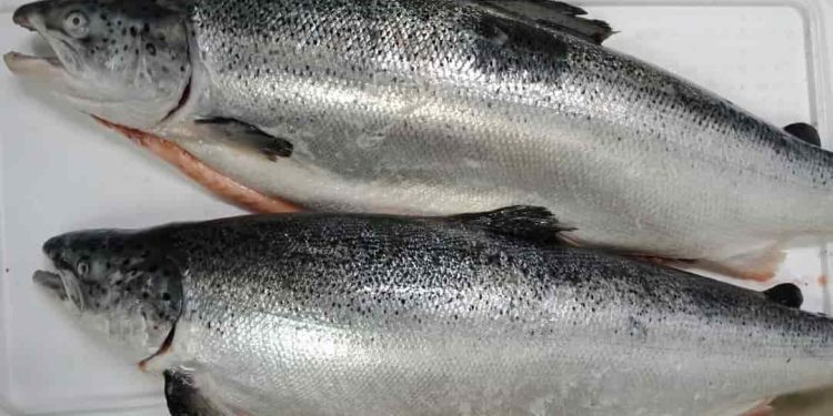 Tác hại của cá hồi khi sử dụng không đúng cách