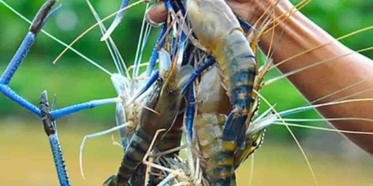 Tôm càng xanh làm món gì ngon