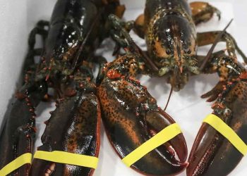 Tôm hùm Alaska bao nhiêu 1 kg