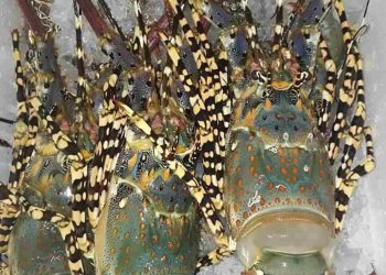 Tìm tôm hùm bông giá bao nhiêu ở Việt Nam - Cập nhật mới nhất