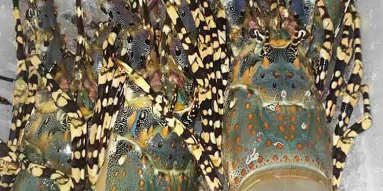 Tìm tôm hùm bông giá bao nhiêu ở Việt Nam - Cập nhật mới nhất