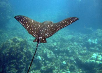 Tại Sao Chúng Ta Nên Ăn Cá Đuối?