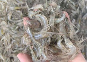 Tại Sao Chúng Ta Nên Ăn Tôm Đất?