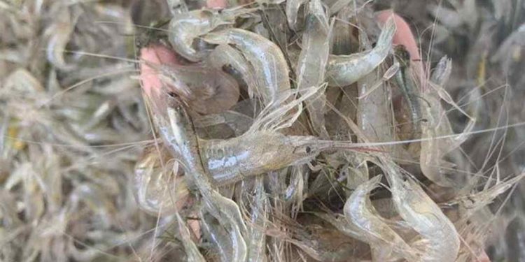 Tại Sao Chúng Ta Nên Ăn Tôm Đất?