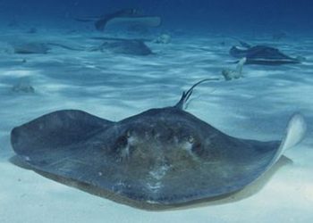 Những yếu tố ảnh hưởng đến mức giá cá đuối