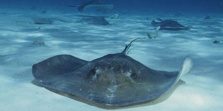 Những yếu tố ảnh hưởng đến mức giá cá đuối