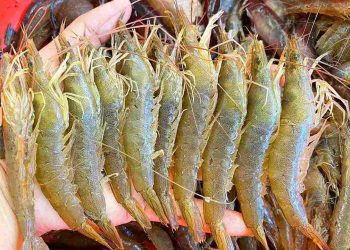 Cách xử lý nước nuôi tôm đất