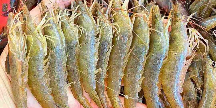 Cách xử lý nước nuôi tôm đất