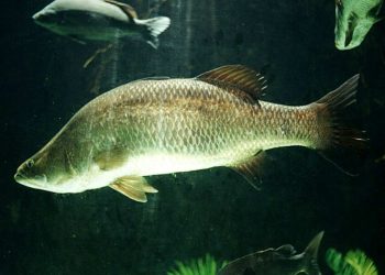 Cách xử lý nước của cá Chẽm