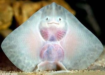 Môi trường sống của cá đuối