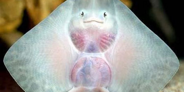 Môi trường sống của cá đuối