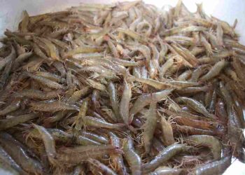 Môi trường sống của tôm đất