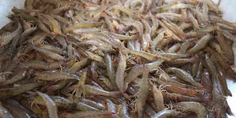 Môi trường sống của tôm đất